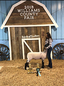 Owens Family Club Lambs Winners